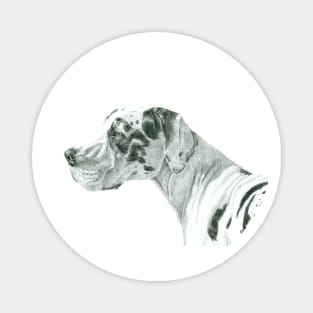 Great dane - harlequin Magnet